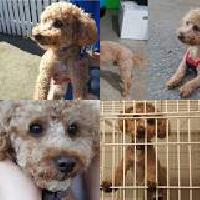 Richmond rescue society urges pet owners not to abandon animals after poodle, kitten found