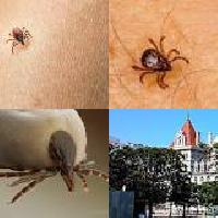 Ticks the season: How to prevent, find and get rid of ticks this summer