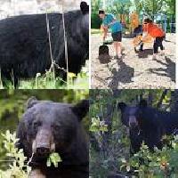 Wellington OPP notify residents in Belwood of confirmed bear