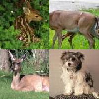 Over-protective deer attack two dogs and their owners near Victoria