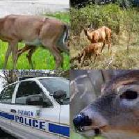 Beware aggressive deer in fawning season, Saanich <a href=