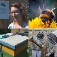 Thousands of bees dead after vandals destroy hives, gardens