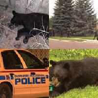 UPDATE: Bear found in tree in Whitby neighbourhood has been tranquilized, will be relocated